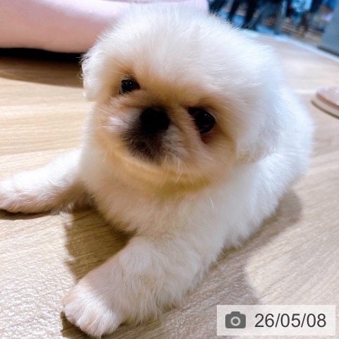ペキニーズの写真