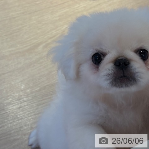 ペキニーズの写真