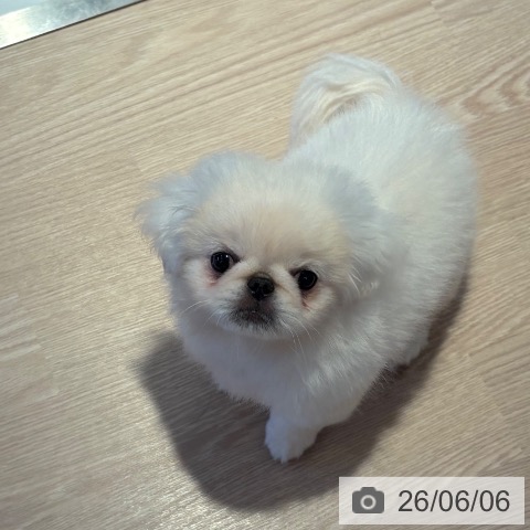 ペキニーズの写真