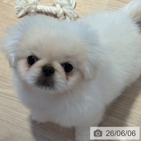ペキニーズの写真