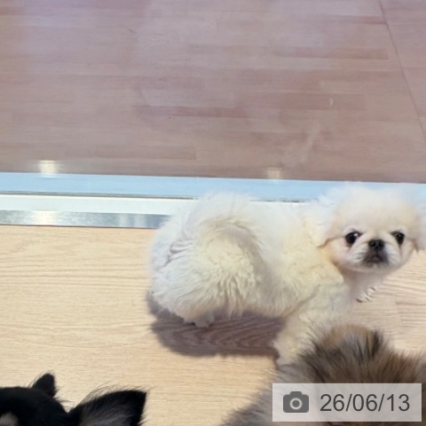 ペキニーズの写真
