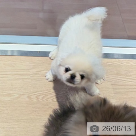 ペキニーズの写真