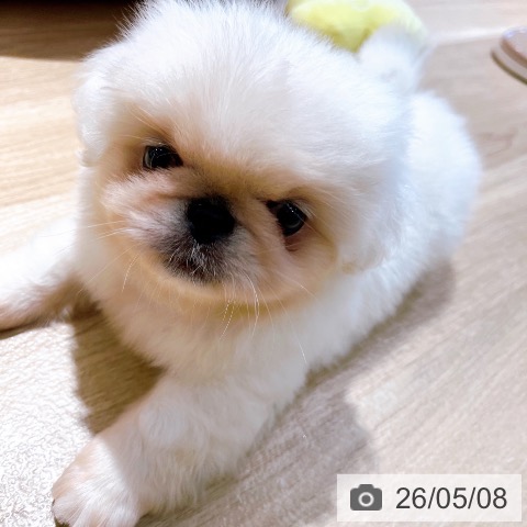ペキニーズの写真