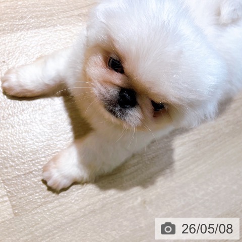 ペキニーズの写真