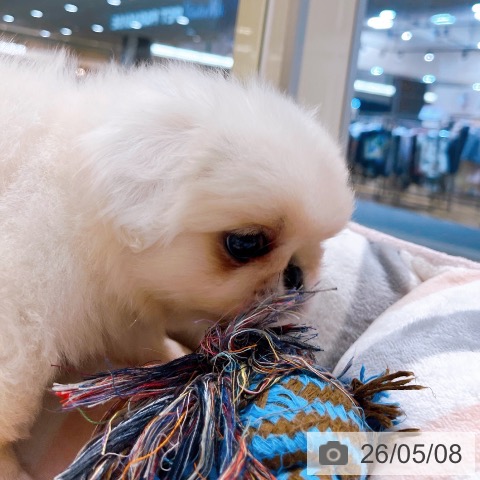 ペキニーズの写真