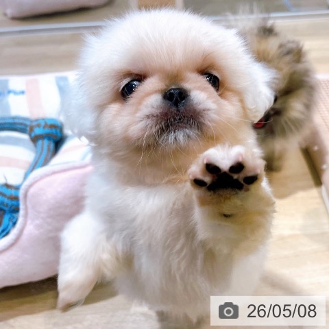 ペキニーズの写真