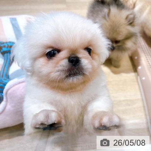 ペキニーズの写真