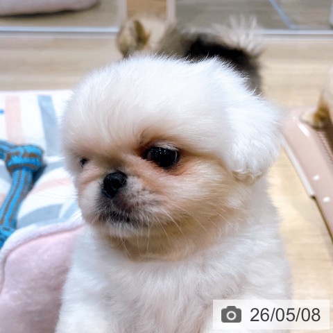 ペキニーズの写真