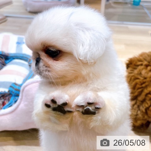 ペキニーズの写真