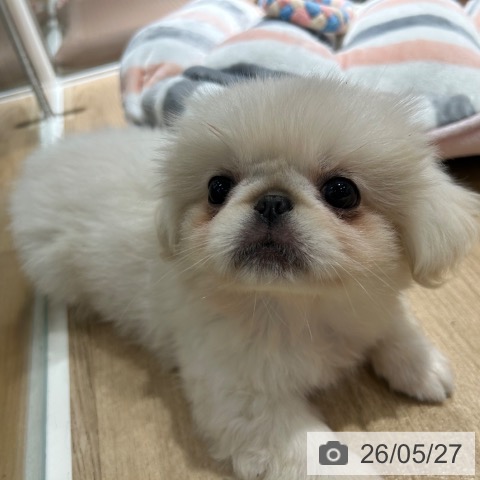 兵庫県のペキニーズ (ペットプラス 神戸三宮店/2026年3月8日生まれ/女の子/ホワイト)の子犬の4枚目の画像