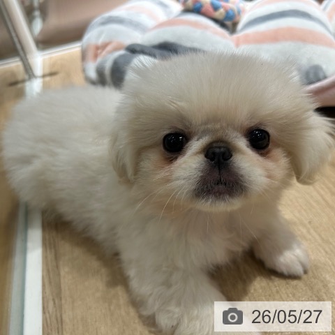 兵庫県のペキニーズ (ペットプラス 神戸三宮店/2026年3月8日生まれ/女の子/ホワイト)の子犬の3枚目の画像