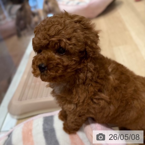 大阪府のトイプードル(トイ) (ペットプラス 四條畷店/2026年3月8日生まれ/男の子/レッドフォーン)の子犬の4枚目の画像
