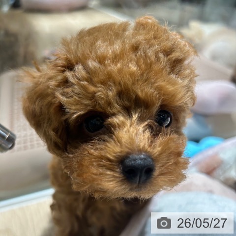 兵庫県のトイプードル(トイ) (ペットプラス 神戸三宮店/2026年3月8日生まれ/男の子/レッドフォーン)の子犬の4枚目の画像