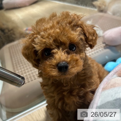 兵庫県のトイプードル(トイ) (ペットプラス 神戸三宮店/2026年3月8日生まれ/男の子/レッドフォーン)の子犬の3枚目の画像