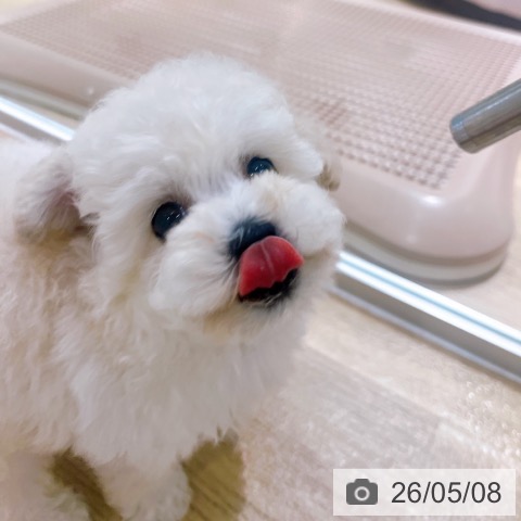 トイ・プードルの写真