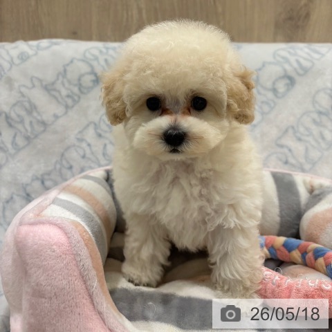 大阪府のトイプードル(トイ) (ペットプラス イオン大日店/2026年3月6日生まれ/女の子/ホワイト)の子犬の4枚目の画像