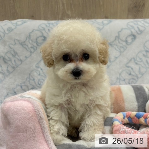大阪府のトイプードル(トイ) (ペットプラス イオン大日店/2026年3月6日生まれ/女の子/ホワイト)の子犬の3枚目の画像
