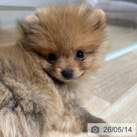 兵庫県のポメラニアン (ペットプラス 神戸三宮店/2026年3月2日生まれ/男の子/オレンジ)の子犬の3枚目の画像