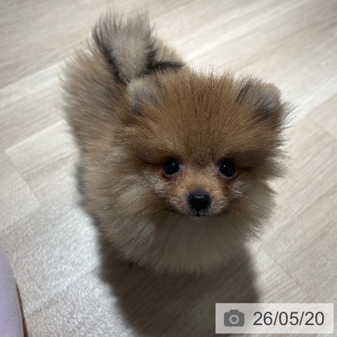 兵庫県のポメラニアン (ペットプラス 神戸三宮店/2026年3月2日生まれ/男の子/オレンジ)の子犬の3枚目の画像