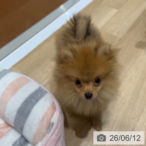 大阪府のポメラニアン (ペットプラス 四條畷店/2026年3月2日生まれ/男の子/オレンジ)の子犬の4枚目の画像