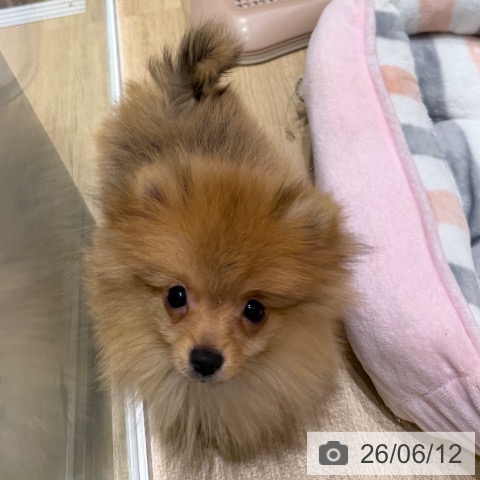 大阪府のポメラニアン (ペットプラス 四條畷店/2026年3月2日生まれ/男の子/オレンジ)の子犬の3枚目の画像