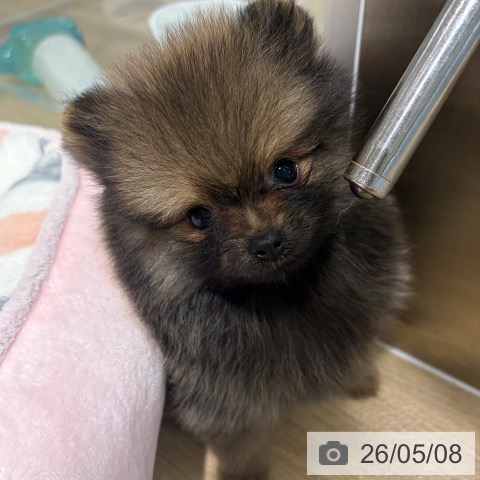 ポメラニアンの写真