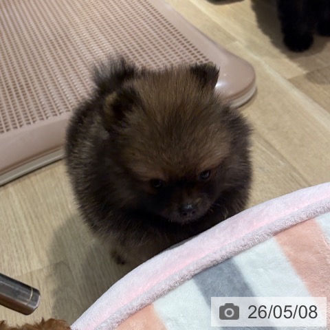 ポメラニアンの写真