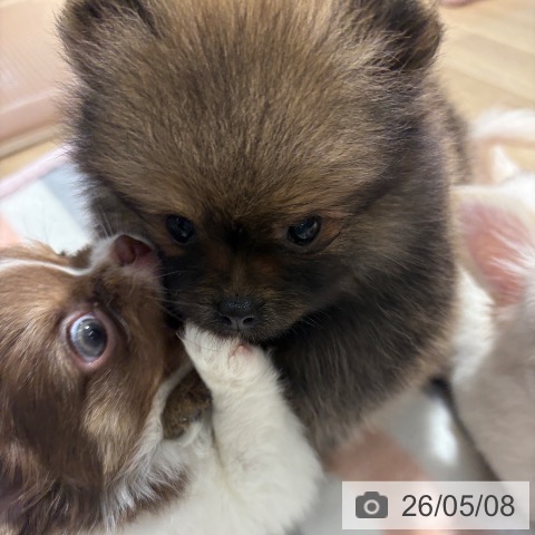 ポメラニアンの写真