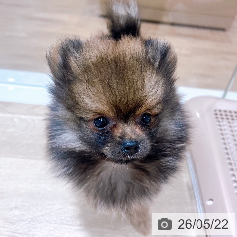 大阪府のポメラニアン (ペットプラス イオン大日店/2026年3月8日生まれ/女の子/オレンジセーブル)の子犬の3枚目の画像
