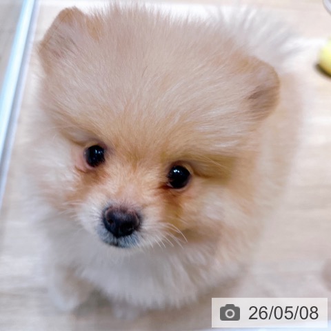 ポメラニアンの写真