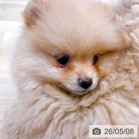 ポメラニアンの写真