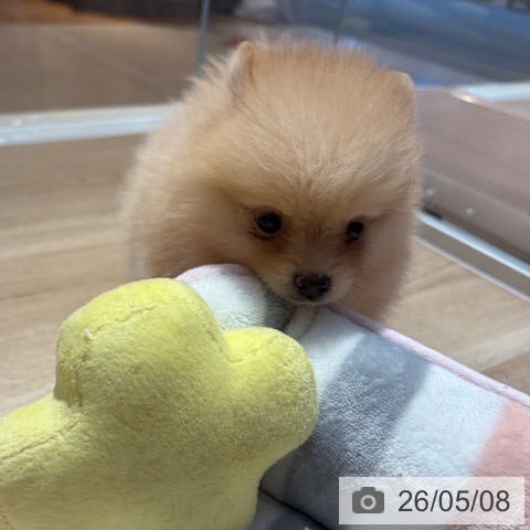 ポメラニアンの写真