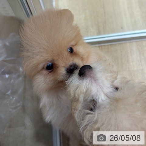 ポメラニアンの写真