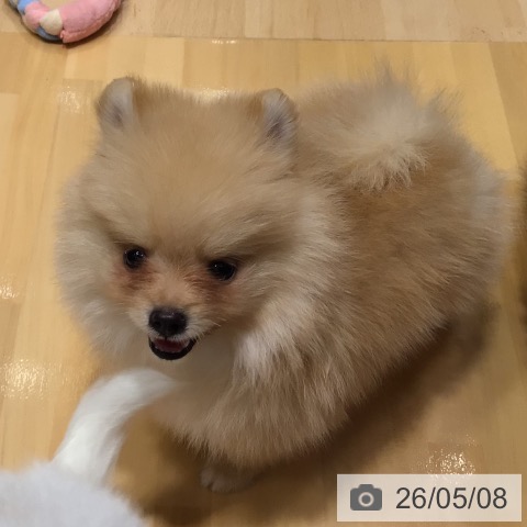 ポメラニアンの写真