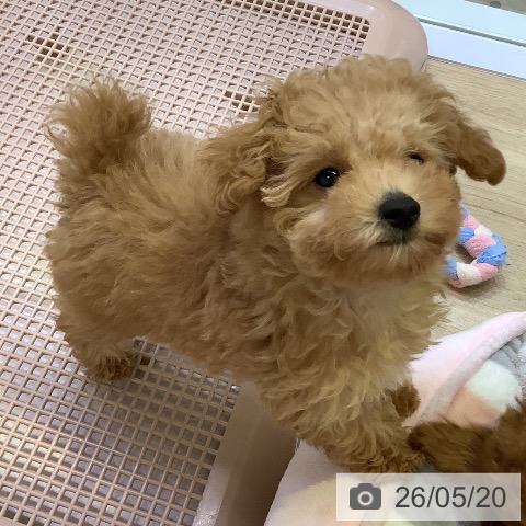 兵庫県のトイプードル(トイ) (ペットプラス 明石店/2026年3月5日生まれ/女の子/オレンジフォーン)の子犬の4枚目の画像