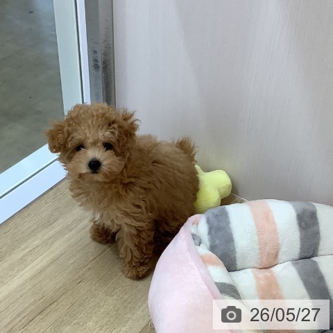 兵庫県のトイプードル(トイ) (ペットプラス 明石店/2026年3月5日生まれ/女の子/オレンジフォーン)の子犬の4枚目の画像