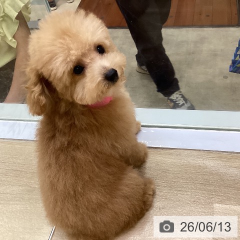 兵庫県のトイプードル(トイ) (ペットプラス 明石店/2026年3月5日生まれ/女の子/オレンジフォーン)の子犬の4枚目の画像