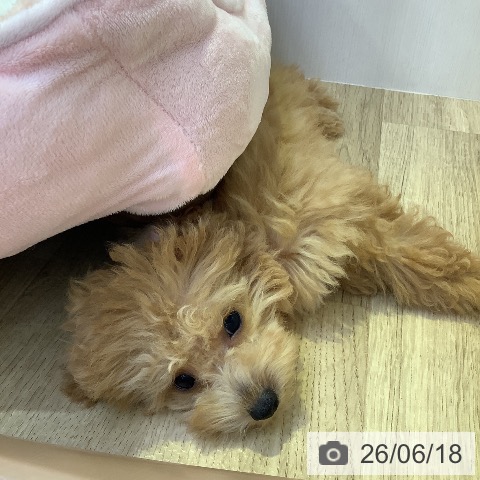 兵庫県のトイプードル(トイ) (ペットプラス 明石店/2026年3月5日生まれ/女の子/オレンジフォーン)の子犬の4枚目の画像
