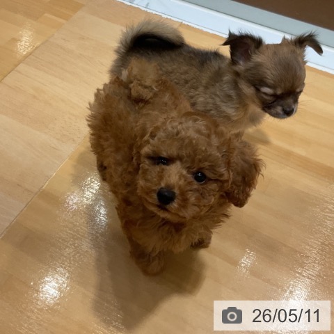 奈良県のトイプードル(トイ) (ペットプラス 大和郡山店/2026年3月9日生まれ/男の子/レッドフォーン)の子犬の3枚目の画像