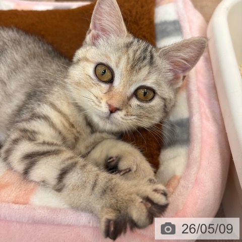 マンチカンの写真