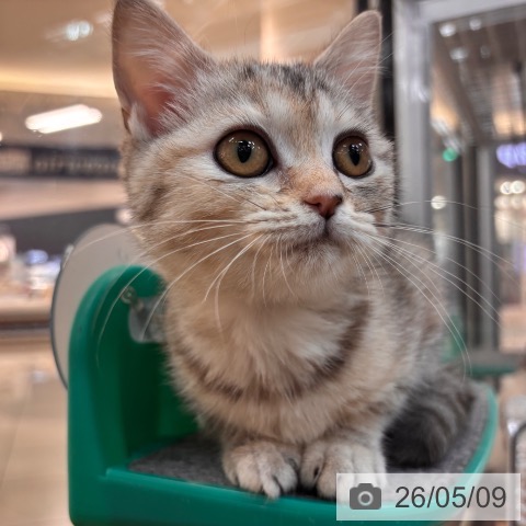 マンチカンの写真