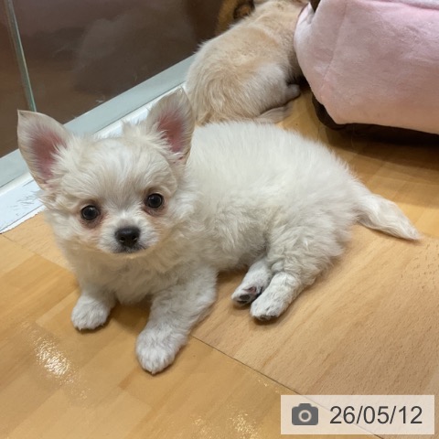 奈良県のチワワ(ロング) (ペットプラス 大和郡山店/2026年3月9日生まれ/男の子/クリームホワイト)の子犬の3枚目の画像