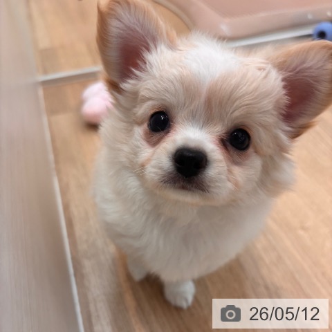 チワワの写真