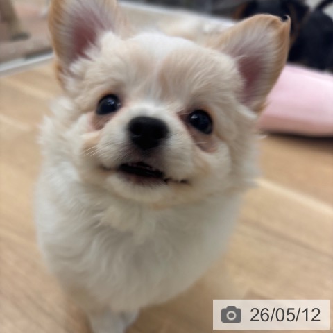 チワワの写真