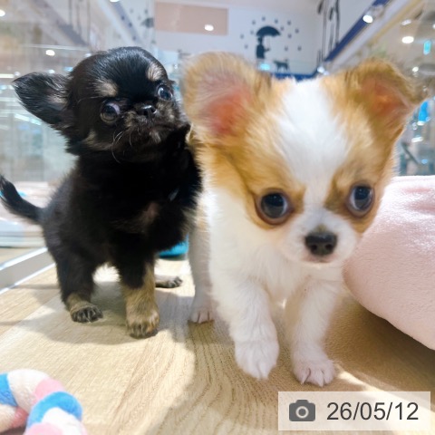 チワワの写真