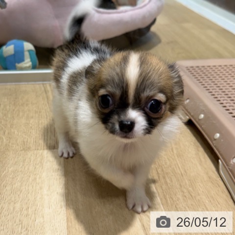 チワワの写真