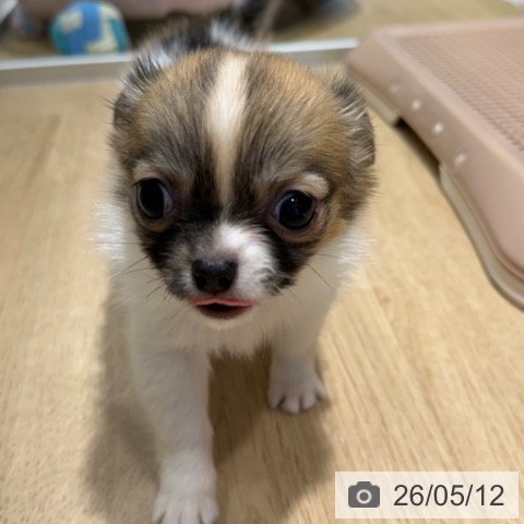 チワワの写真