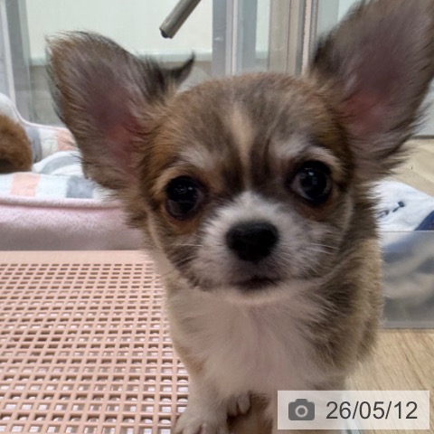チワワの写真