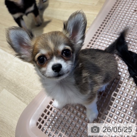 チワワの写真