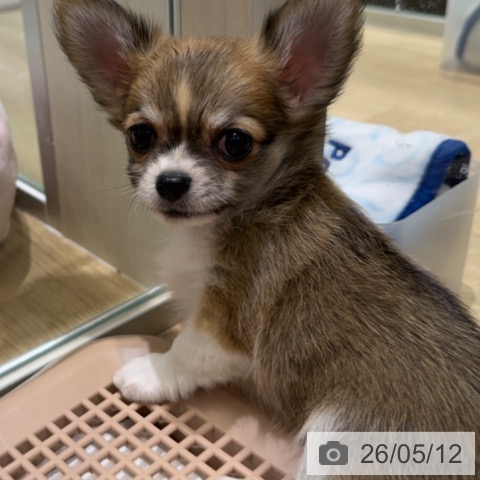 チワワの写真